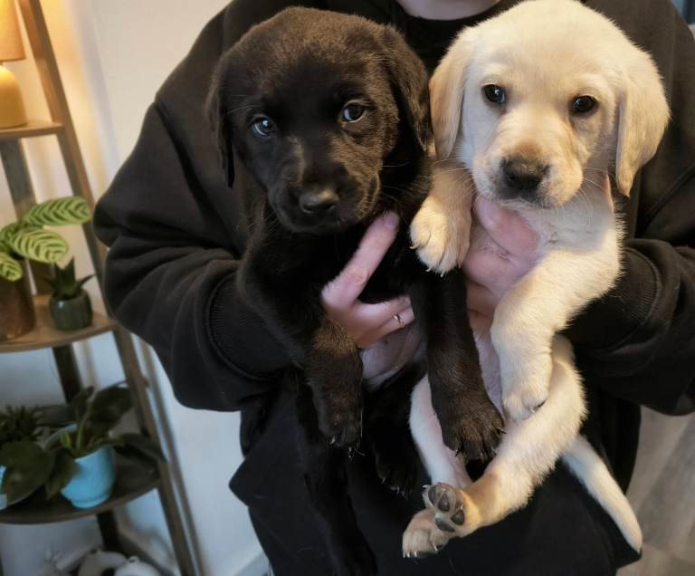 Labrador puppies ( ready to leave )