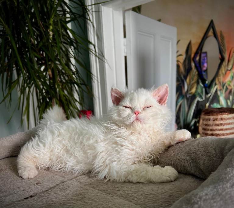 SELKIRK REX KITTENS READY NOW