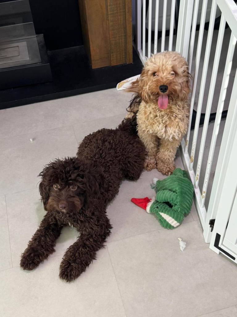 F1 cockapoos for sale lovely temperament 