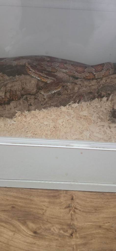 Cornsnake