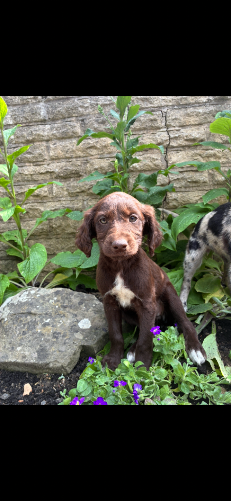 Puppies