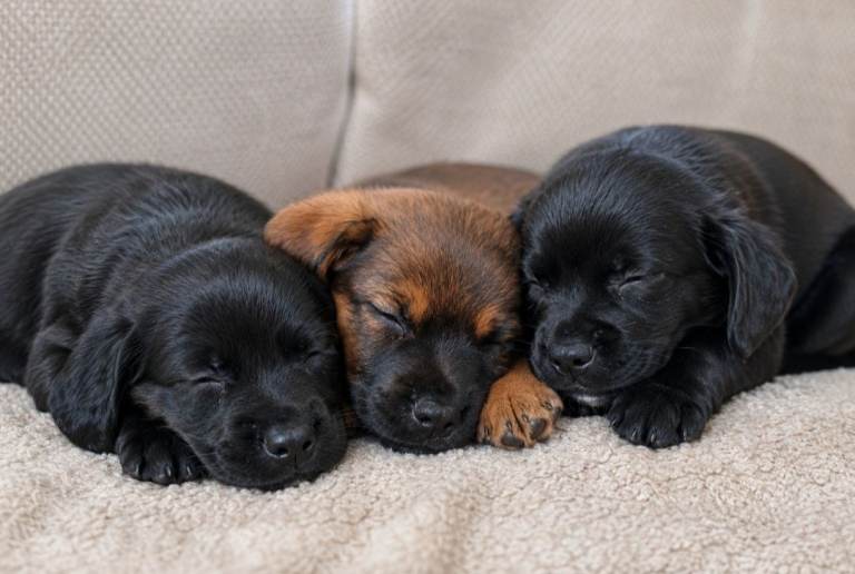 🐾 Gorgeous Patterdale Jack Puppies – Ready Now 🐾