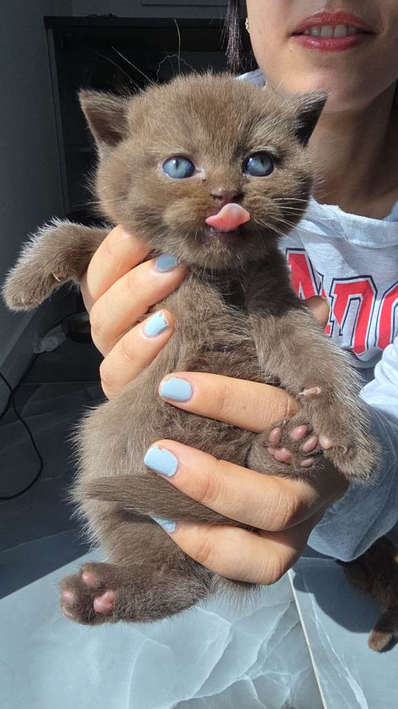 1 left! Female Chocolate British Short Kitten 6 weeks old – Ready to Reserve