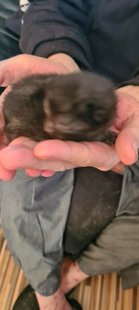 Kittens looking for their forever home 