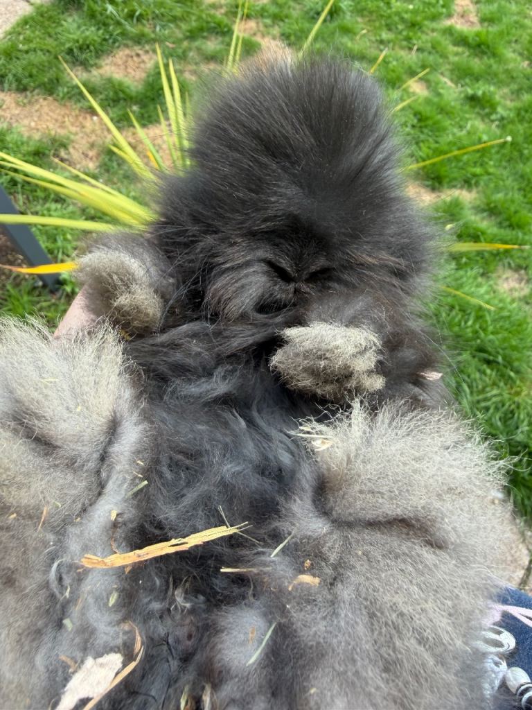 Angora bunny babies full faced pure bred 