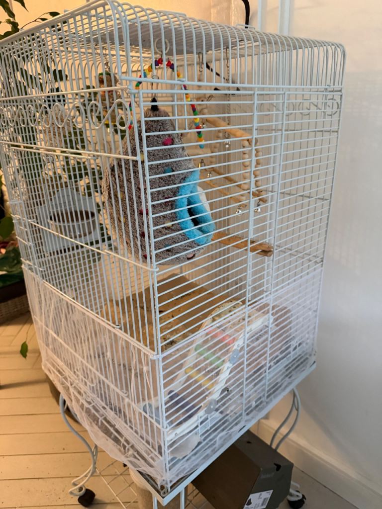 Budgie, cage and accessories 