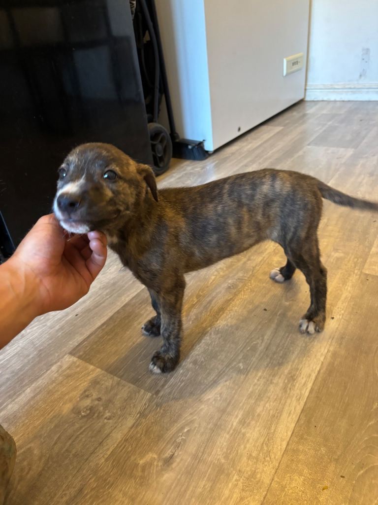 Lurcher bull cross