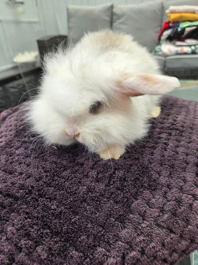 Teddy lops