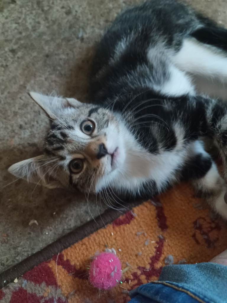 Bengal X kittens