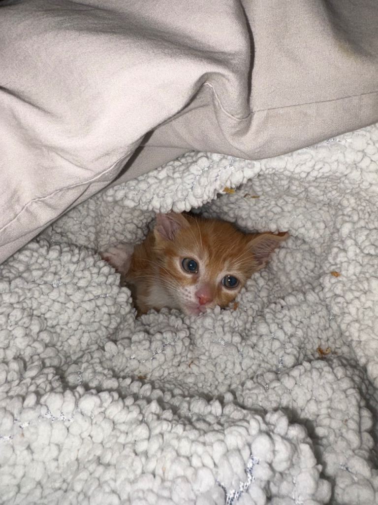 Kitten 