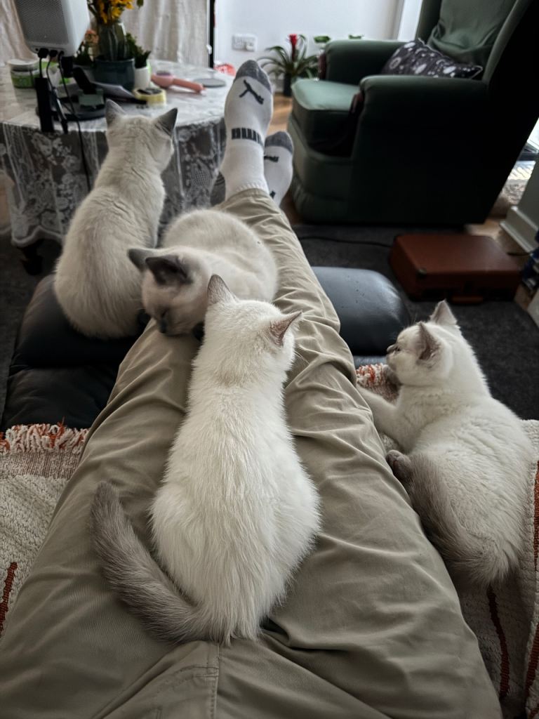 British Shorthair Kittens 