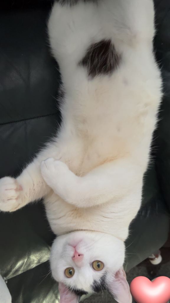 White cat 