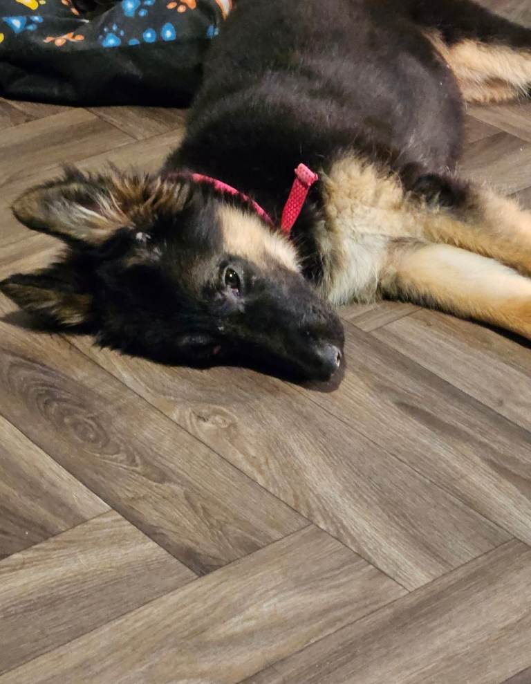 German Shepherd puppy available 