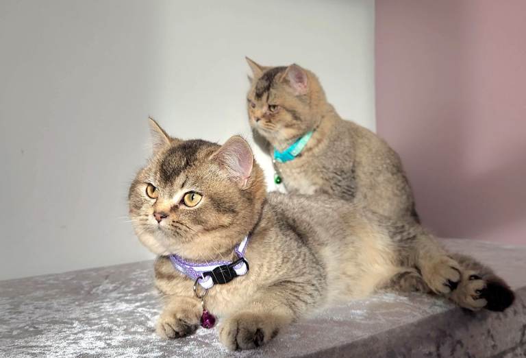 Beautiful British Shorthair Kittens