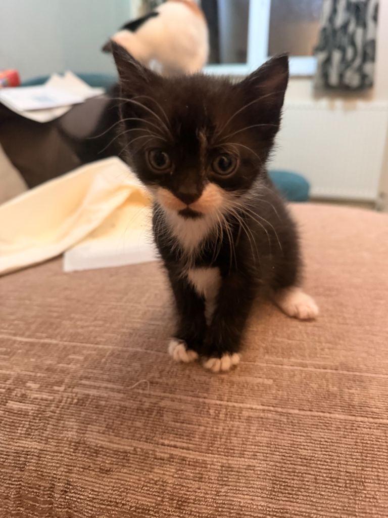 4 beautiful kittens 