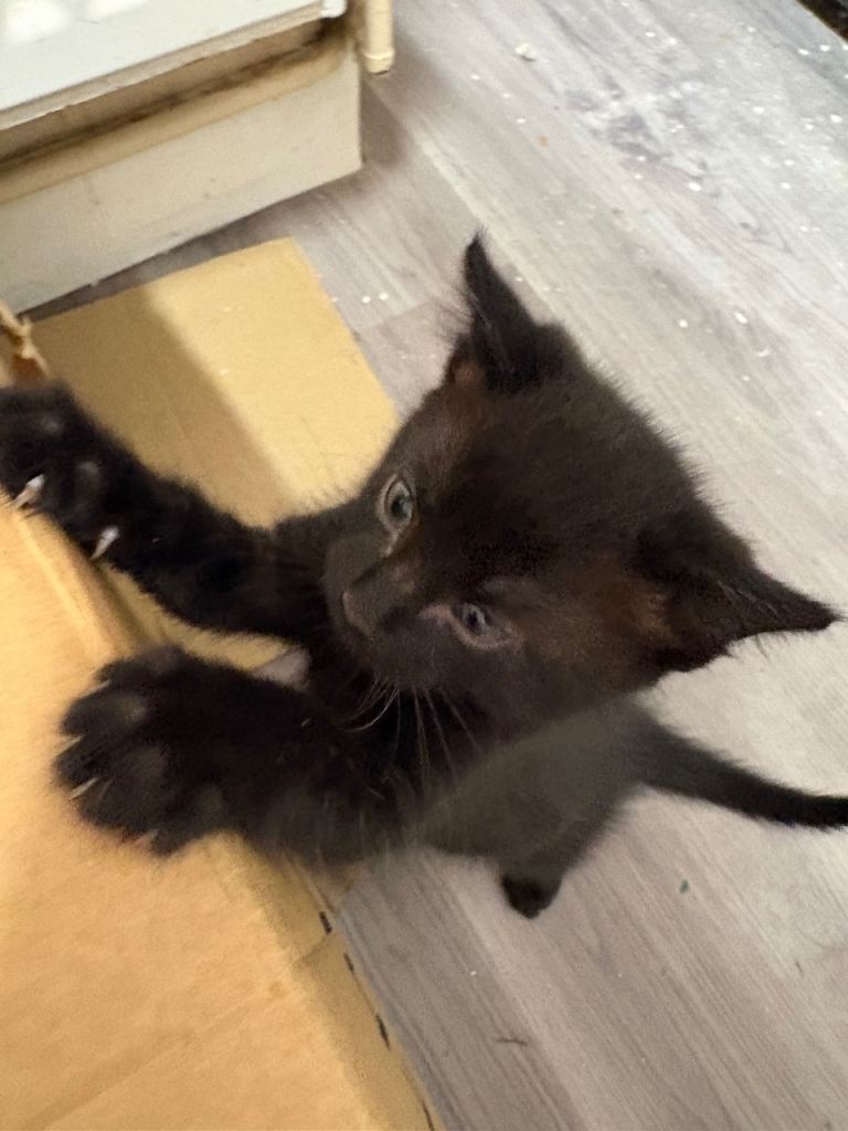 Very affectionate male black kitten 