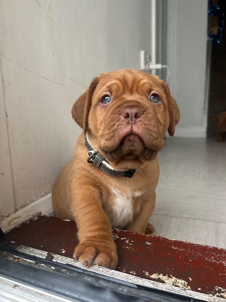 2 bitches left !!FULL KC PEDIGREE DOGUE DE BORDEAUX💗💙 