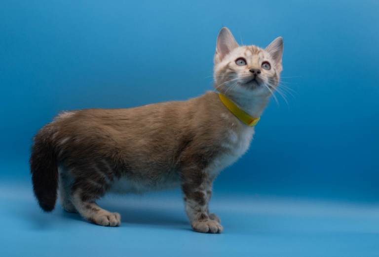 TICA Registered Snow Lynx Marble Bengal Girl 