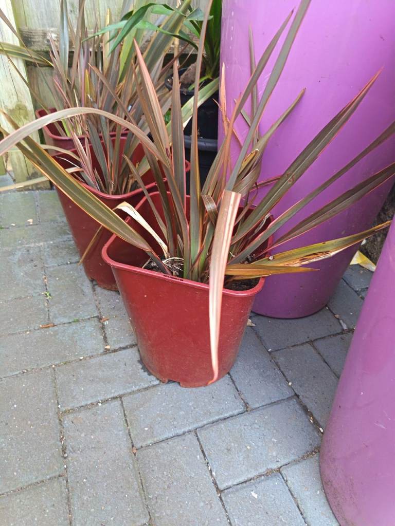 New Zealand flax plant