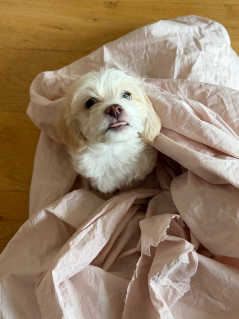Bichon/ Maltese puppy for sale 