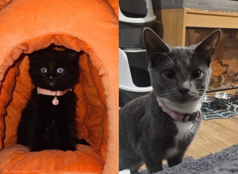 2 kittens needing loving homes