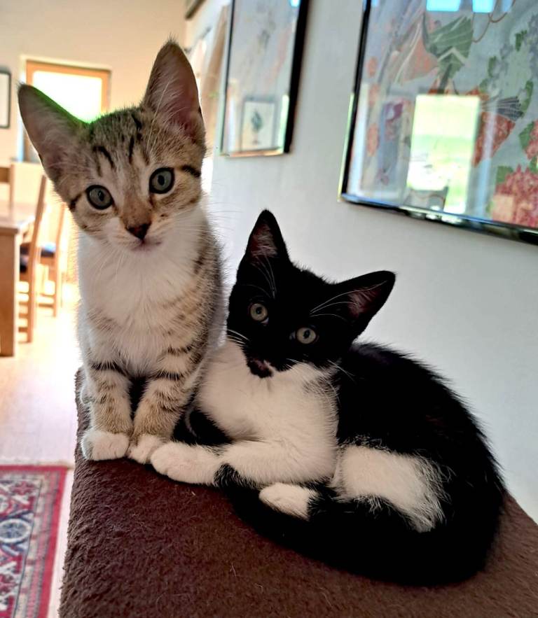 Two Beautiful Friendly Kittens