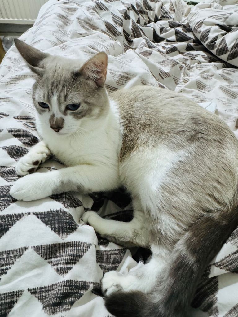 Cat in need of a forever home 
