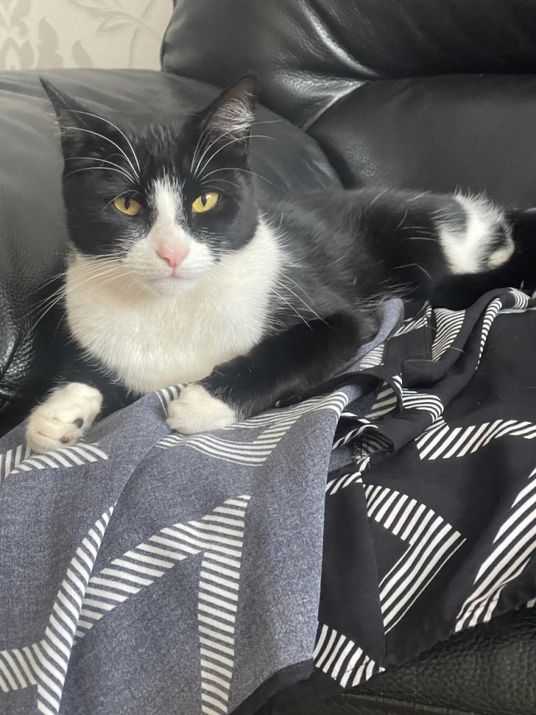 Male Tuxedo Cat 2 years old