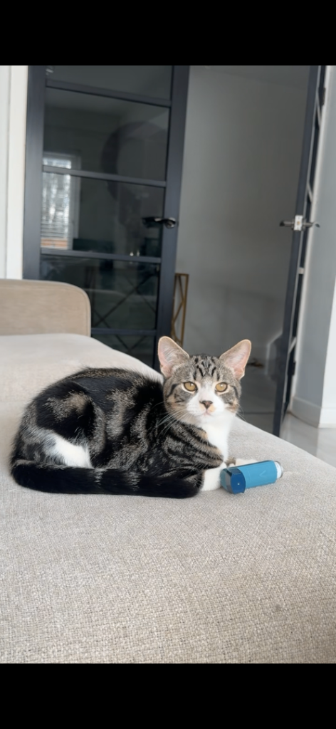 Kittens for sale