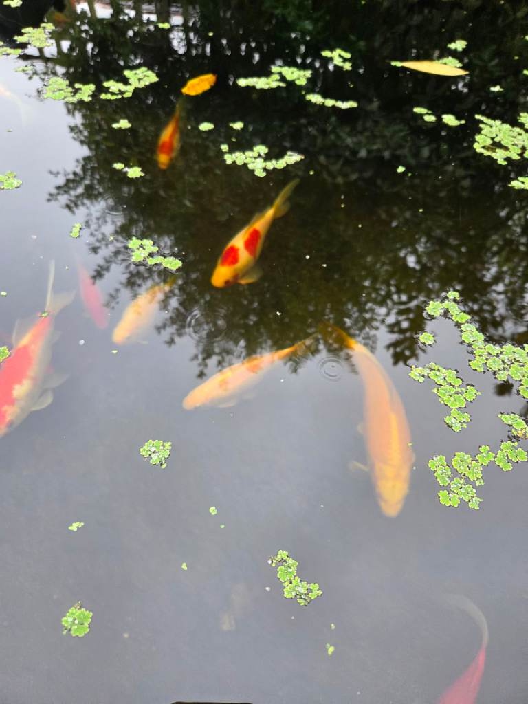 image for Koi for sale