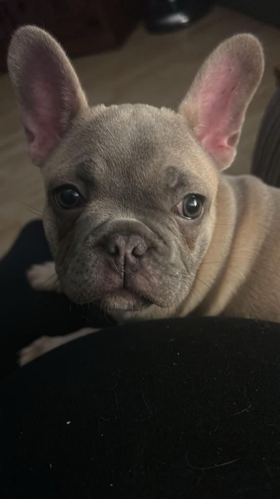 French bulldog puppy girl 