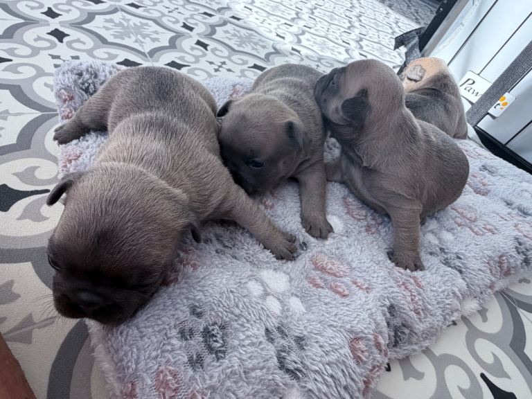 Frenchie puppies