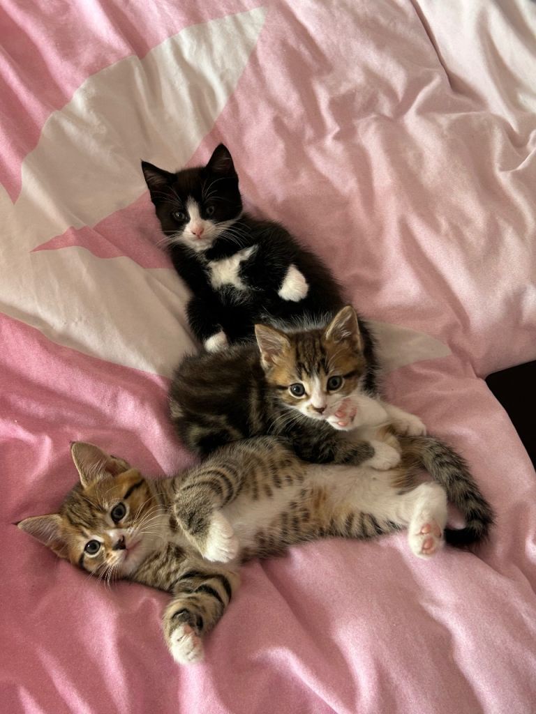 Kittens ready for there new homes