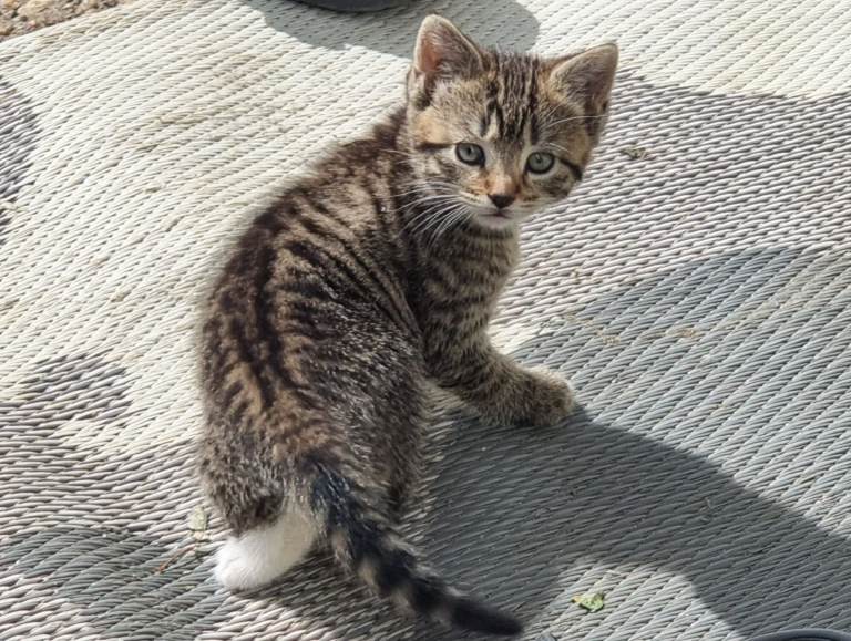 Lovely kitten's in Colchester 