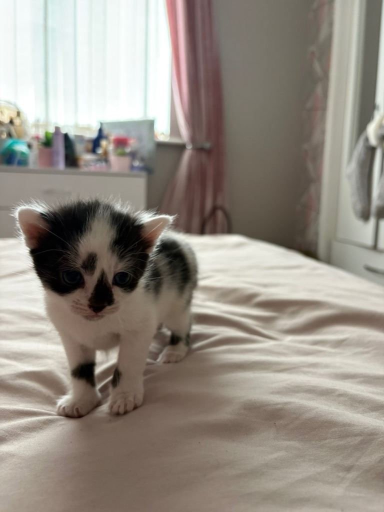 Kittens for sale 2 females left 