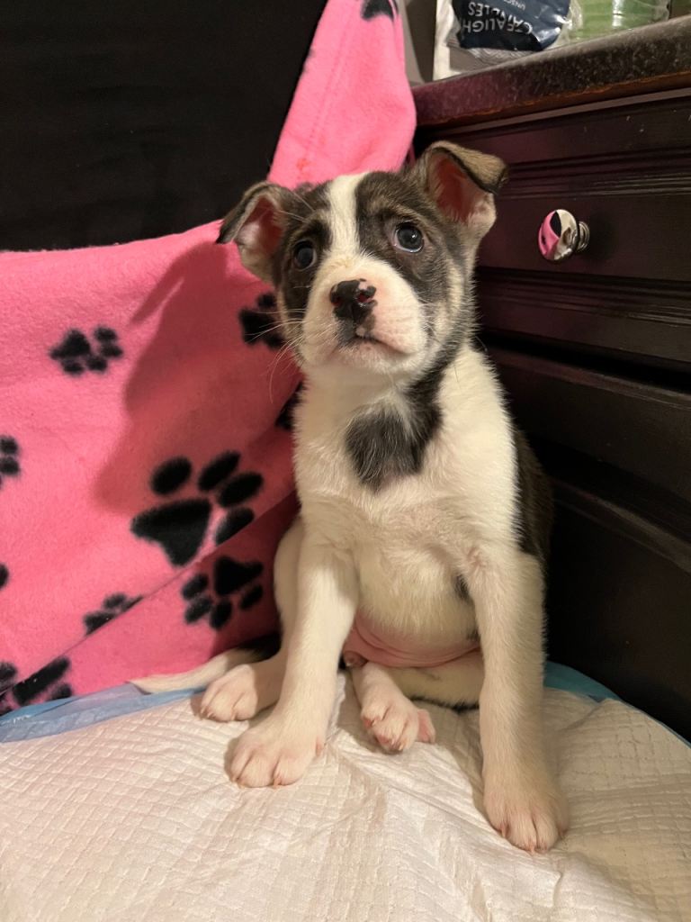 Pocket Bully & Siberian Husky Breed puppy 1 FEMALE REMAINING