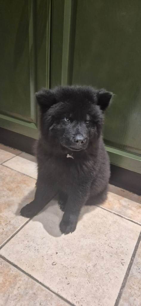 Chow chow