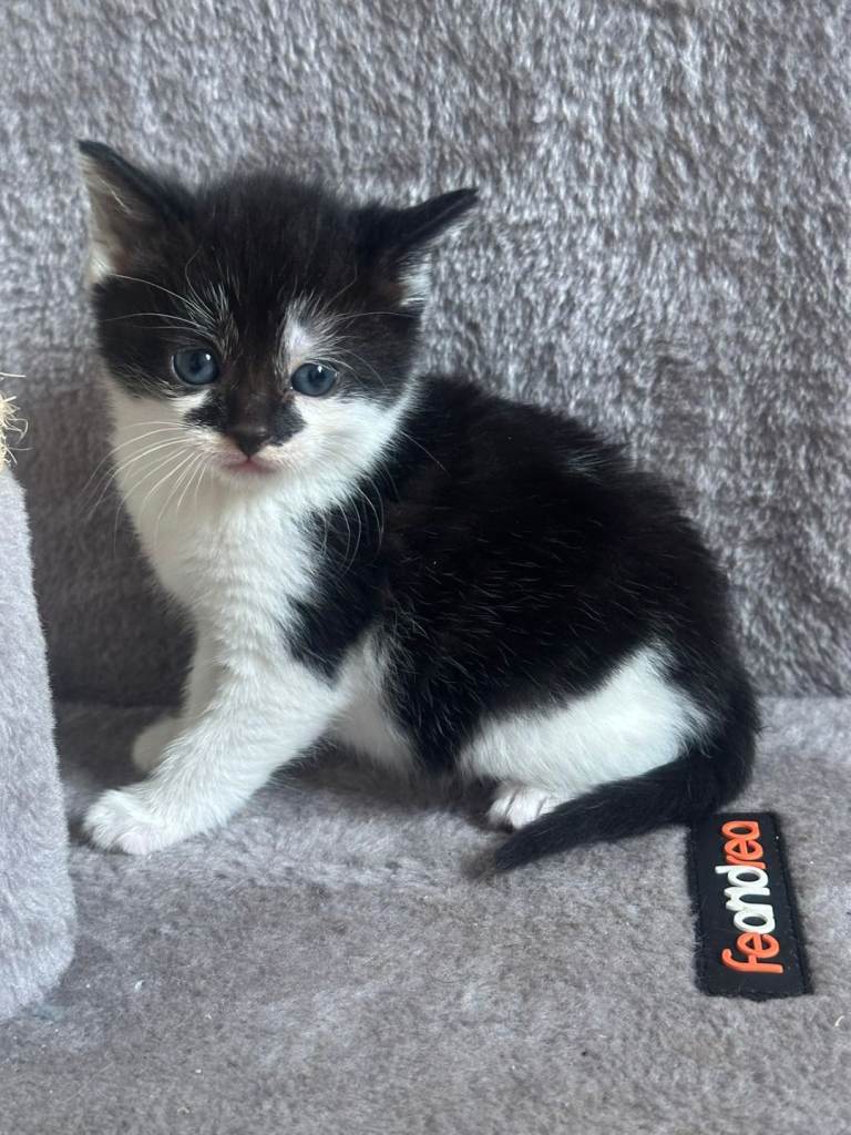 Kittens for sale ALL SOLD