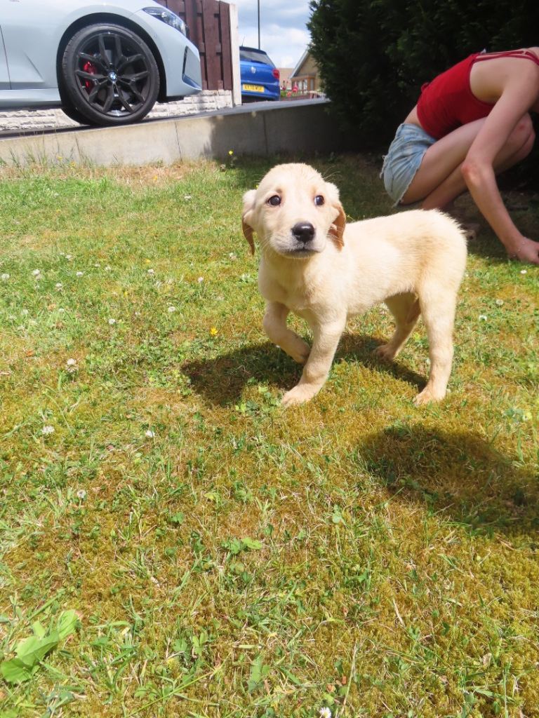Only 2 left 5⭐️kc reg Labrador puppies