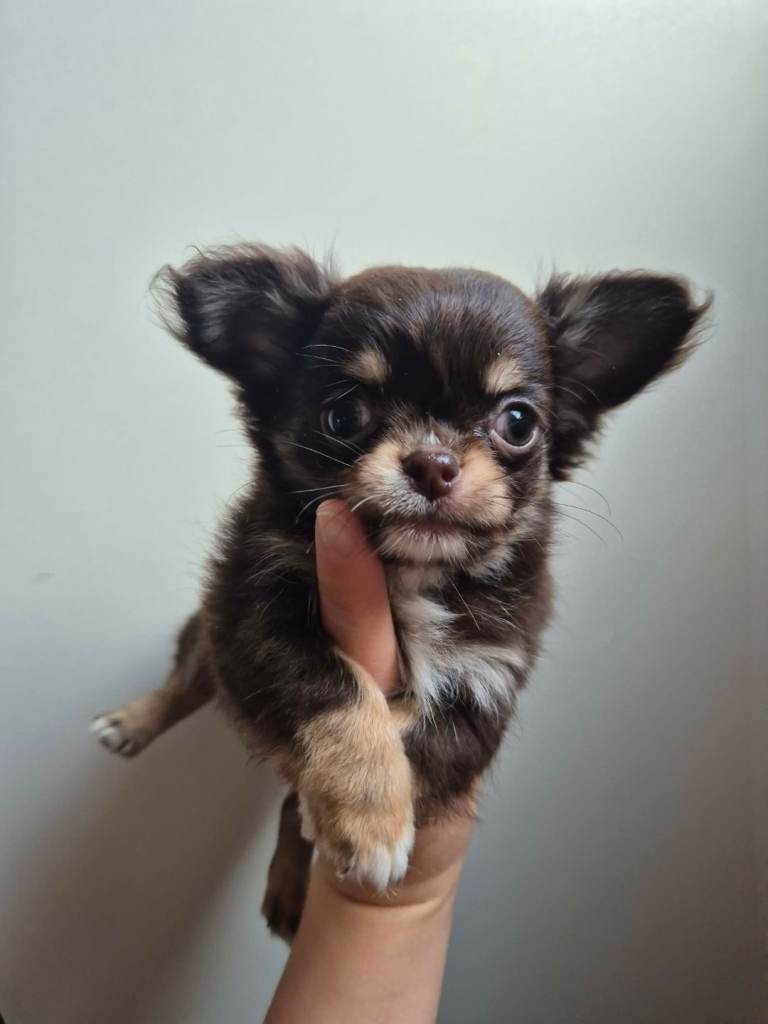 Chihuahua KC Reg Parents