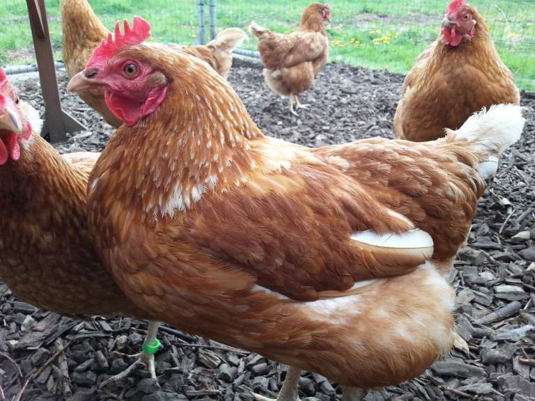 Brown and White Chickens ready to go and in peak lay
