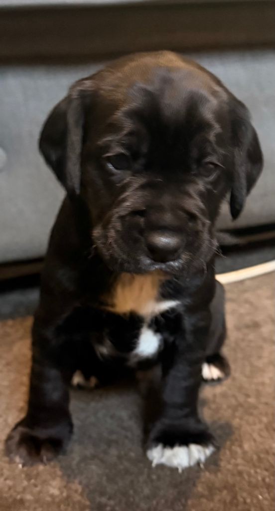 Beautiful black and brown Patterdale x cocker puppies 