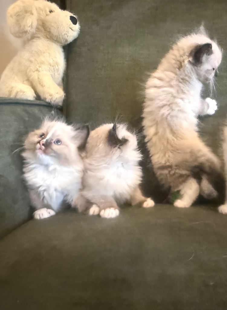 Pure ragdoll kitten 