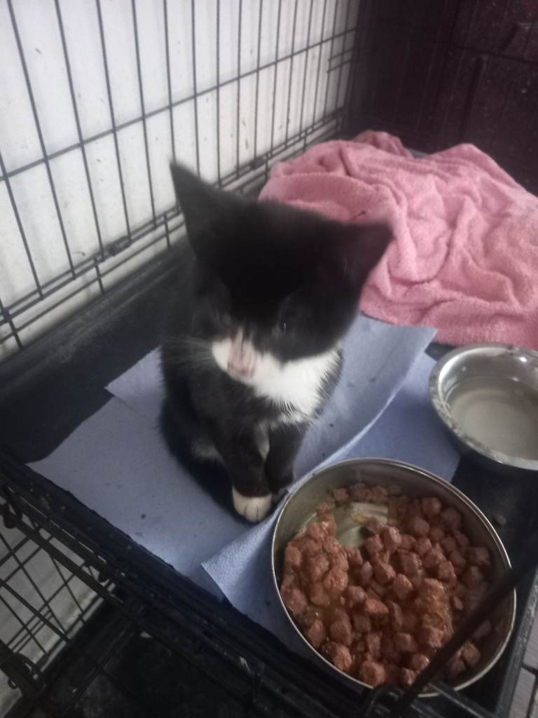 Kittenblack