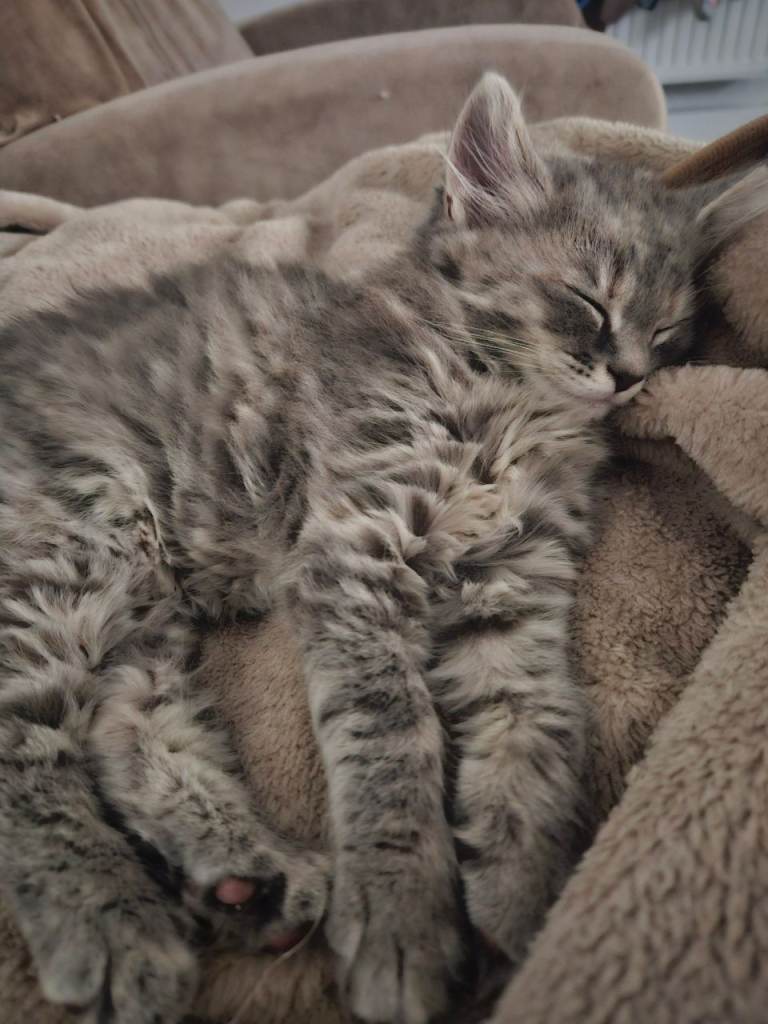 Lovely kittens reserved 