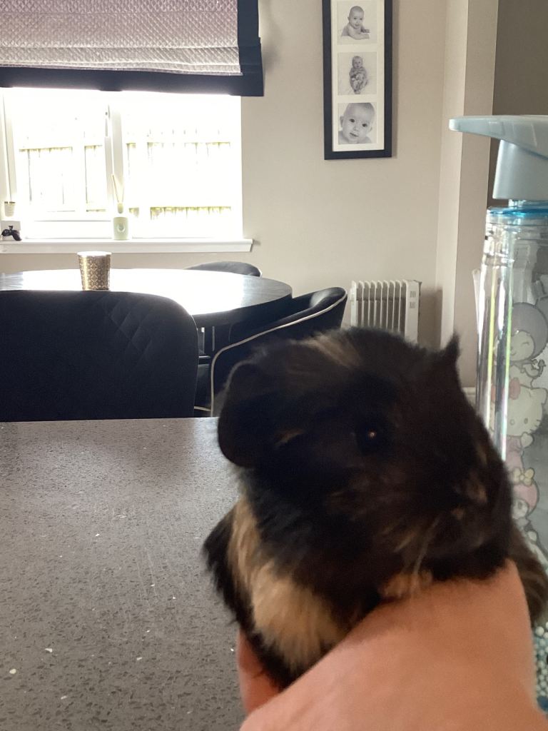 Little Guiena pig, female ready to leave🐹
