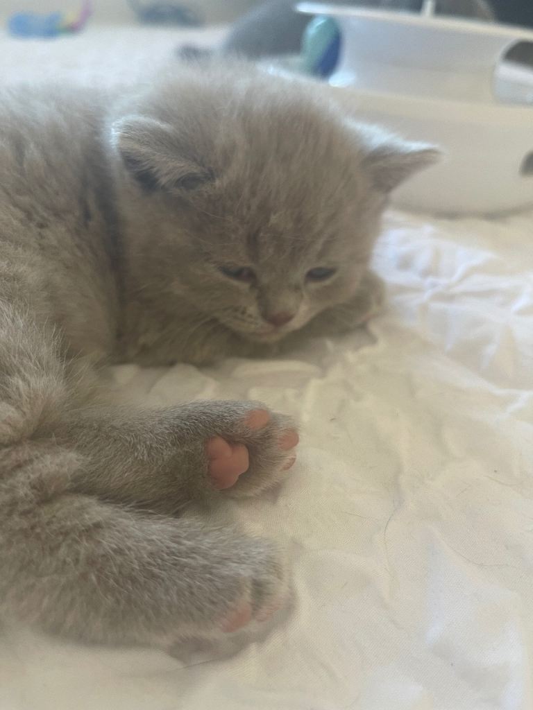 British Blue kittens two blue two lilac 3 female 1 male
