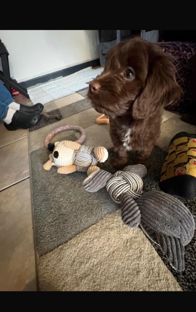 Last one ready now!  Beautiful Chocolate Cockapoo Puppies
