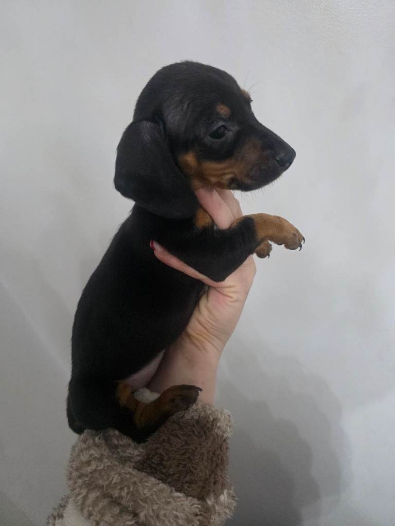 Miniature Dachshund puppies  