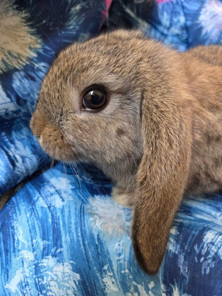 ONLY 3 LEFT gorgeous mini lops 